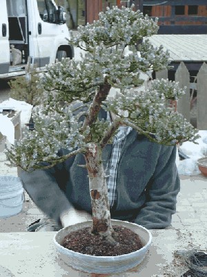 Juniperus squamata.JPG